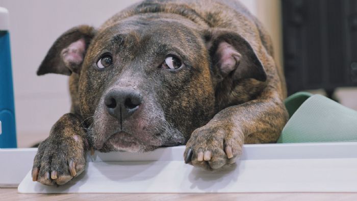 新北強化犬隻管理與教育！比特犬專案訪查成果穩定，推正向訓練打造友善城市